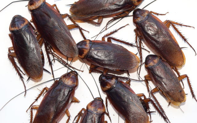 Zoo Will Name A Cockroach After Your Ex And Feed It To A Meerkat for Valentine’s Day
