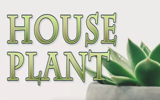 “House Plant”