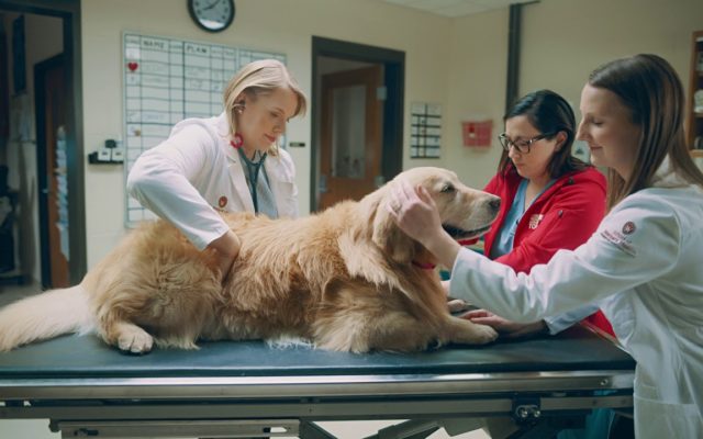 Guy Buys Super Bowl Ad to Thank the Vet School that Saved His Dog’s Life