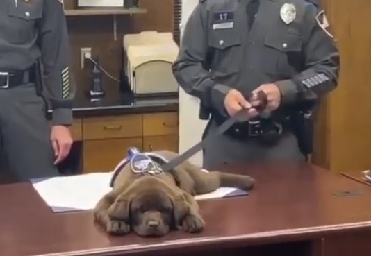 Brody the K-9 Police Pup Sleeps Through Swearing In Ceremony