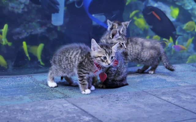 Kittens Explore the Georgia Aquarium