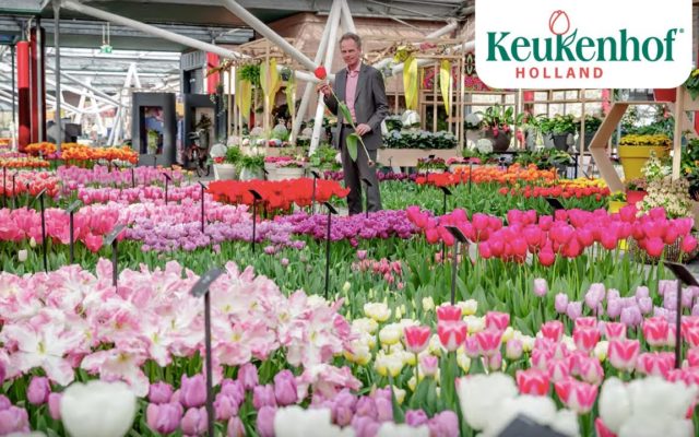 Take a Virtual Tour of the Most Famous Tulip Garden in The Netherlands
