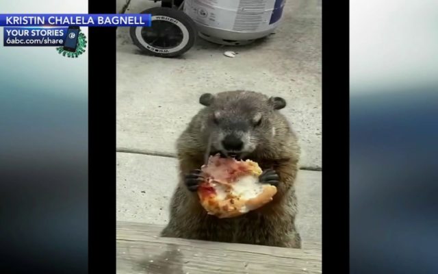 Everyone’s Obsessed with Pizza Groundhog