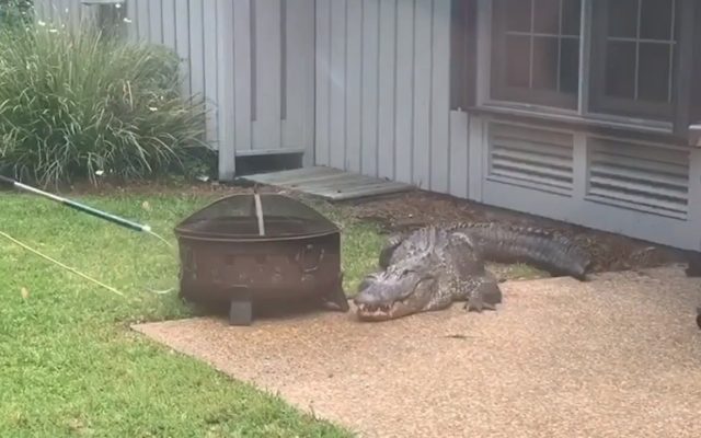 Massive Alligator Removed from Hilton Head Family’s Backyard