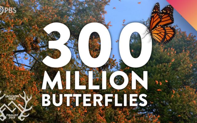 Millions Of Monarch Butterflies Will Be Migrating Through South Carolina