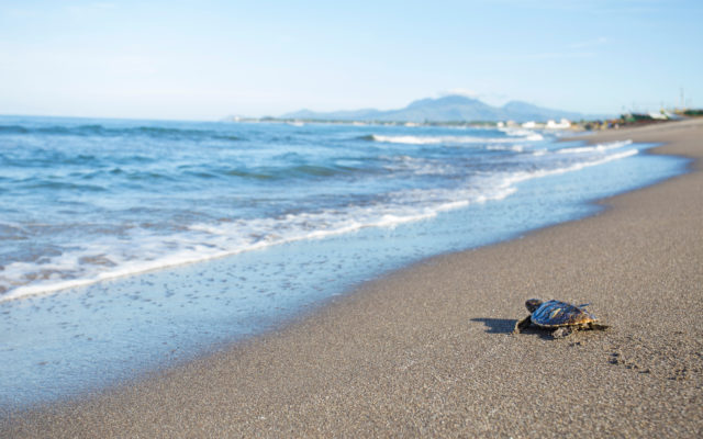 Sea Turtles are Thriving While Beaches are Closed