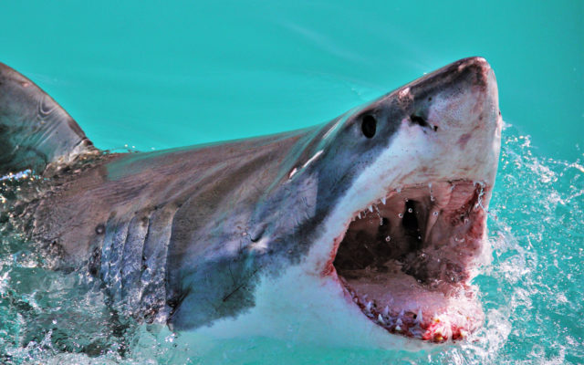 13-Foot Shark Pinged off South Carolina Coast
