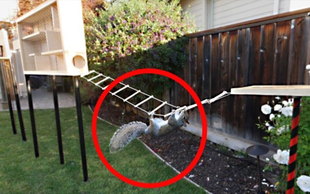 Guy Builds Incredible Squirrel Obstacle Course in His Backyard.