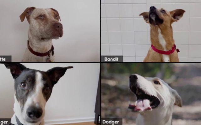 You Can Now Adopt a Dog on Zoom