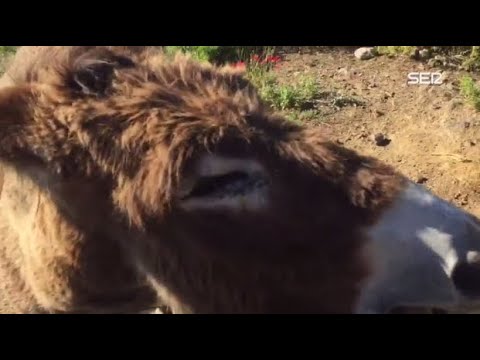 Man Cries When He Reunites With His Donkey