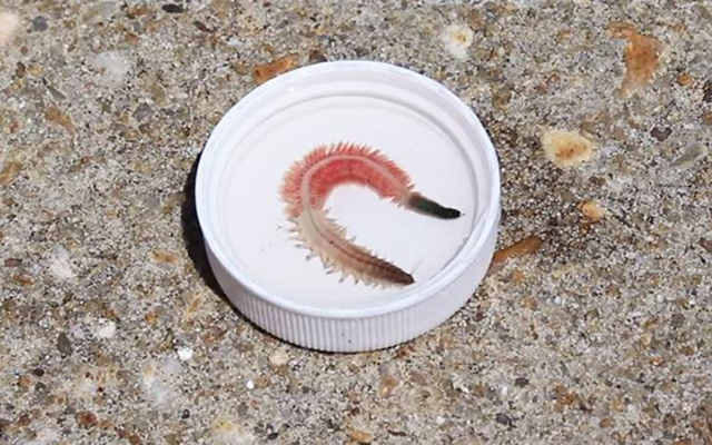 South Carolina Invaded by Hook-Jawed Sea Worms